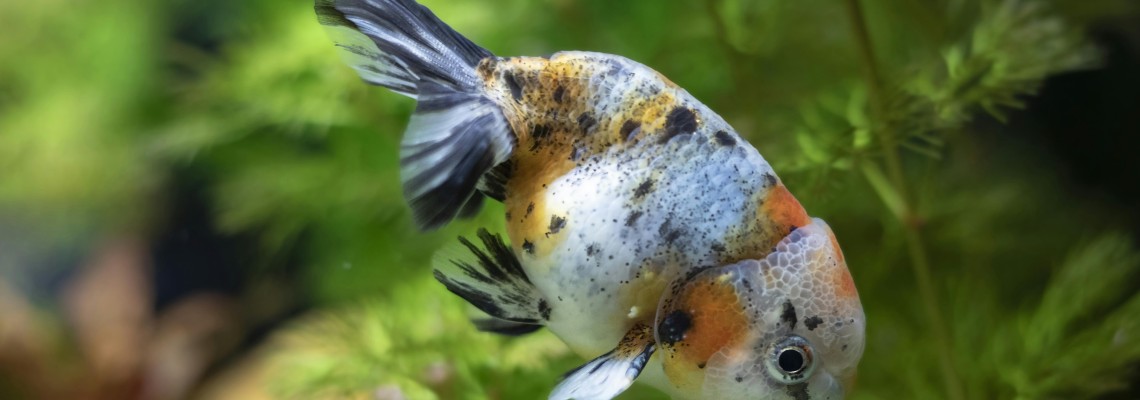 養金魚該不該種水草？