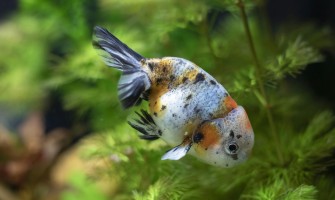 養金魚該不該種水草？