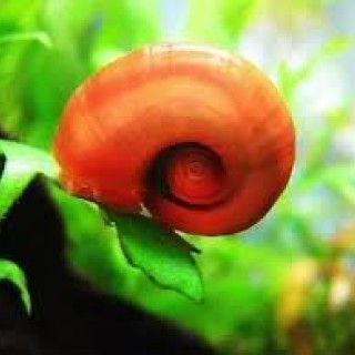 蘋果螺 顏色隨機出貨