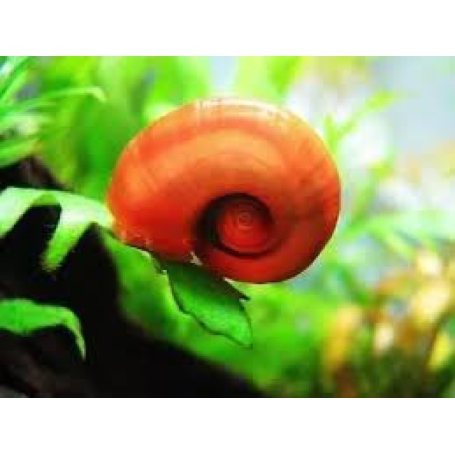 蘋果螺 顏色隨機出貨