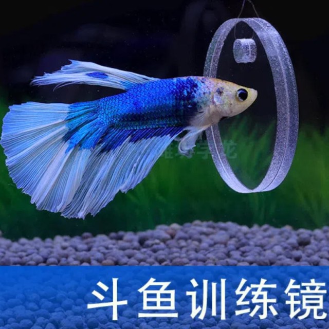 壓克力鬥魚訓練鏡