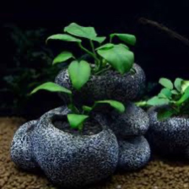 雅柏 多功能石頭水草盆S/M/L