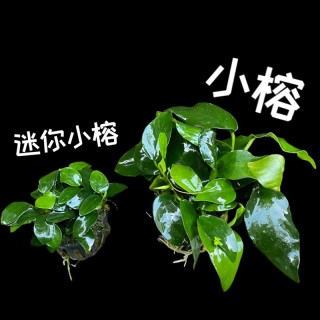 小榕/迷你小榕  (盆) 
