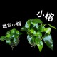 小榕/迷你小榕  (盆) 