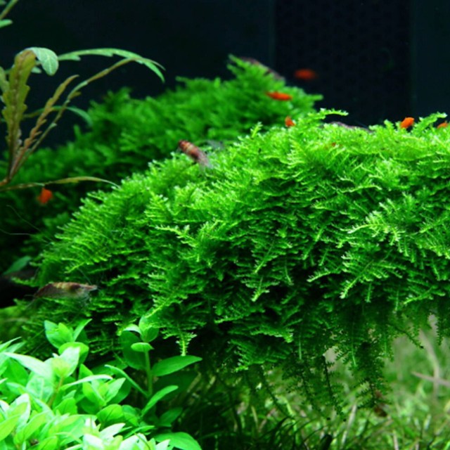 三角莫斯 天湖荽 鹿角苔 莫斯浮球｜6×6cm 網片/盒裝