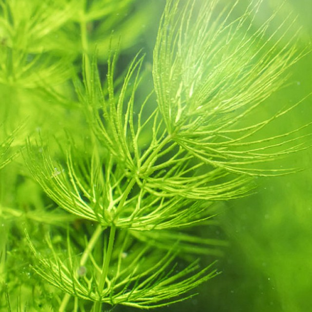 水蘊草／金魚藻 含盆/裸草 