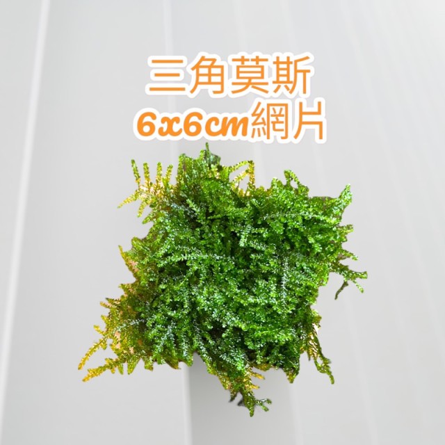 三角莫斯 天湖荽 鹿角苔 莫斯浮球｜6×6cm 網片/盒裝