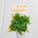 三角莫斯 天湖荽 鹿角苔 莫斯浮球｜6×6cm 網片/盒裝