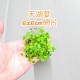 三角莫斯 天湖荽 鹿角苔 莫斯浮球｜6×6cm 網片/盒裝