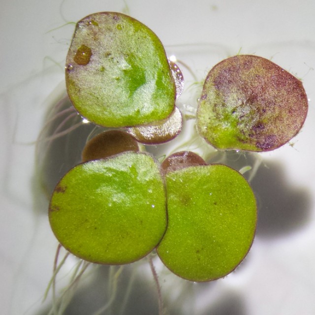 🍀 紫心萍/紫萍🍀 