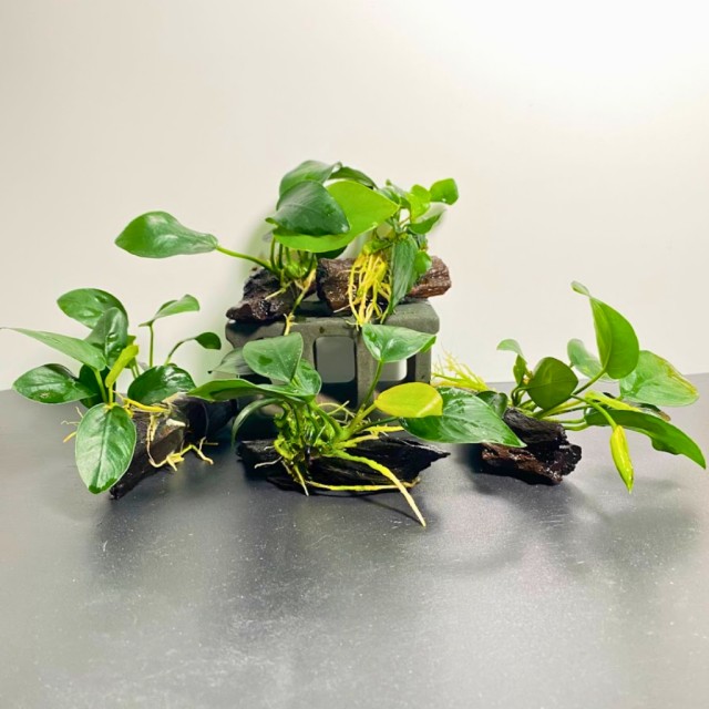 小榕造景水草 綁沉木／火山岩