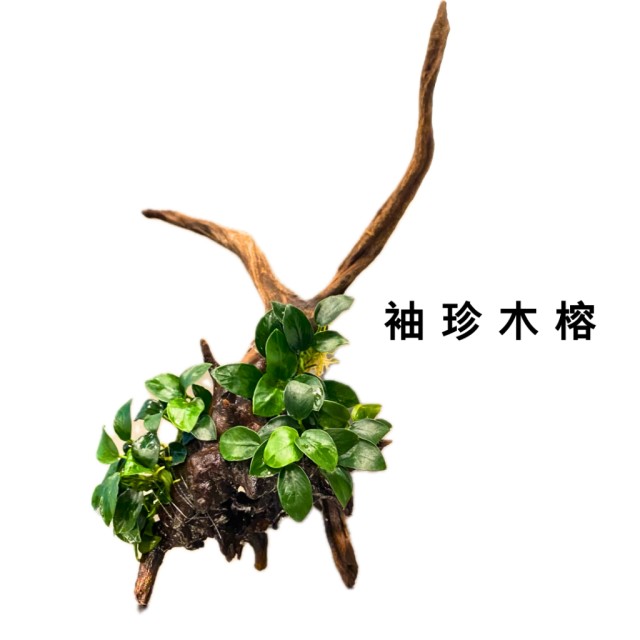 袖珍榕+火山岩/袖珍榕+沉木