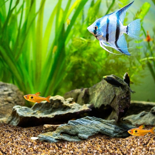 美國RMC美矽砂3kg/5kg 底砂 