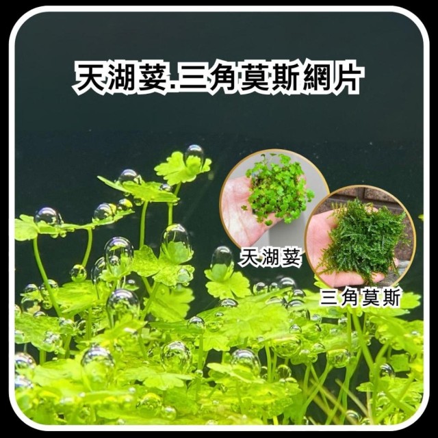 三角莫斯 天湖荽 鹿角苔 莫斯浮球｜6×6cm 網片/盒裝
