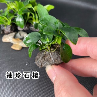 袖珍榕+火山岩/袖珍榕+沉木