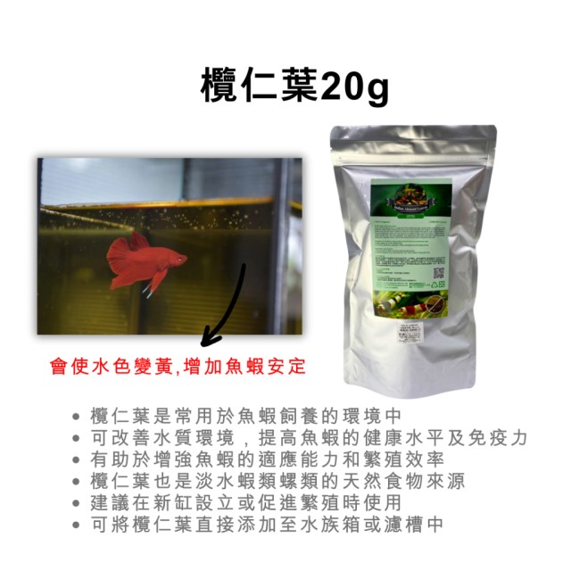 OTTO 欖仁葉 20g