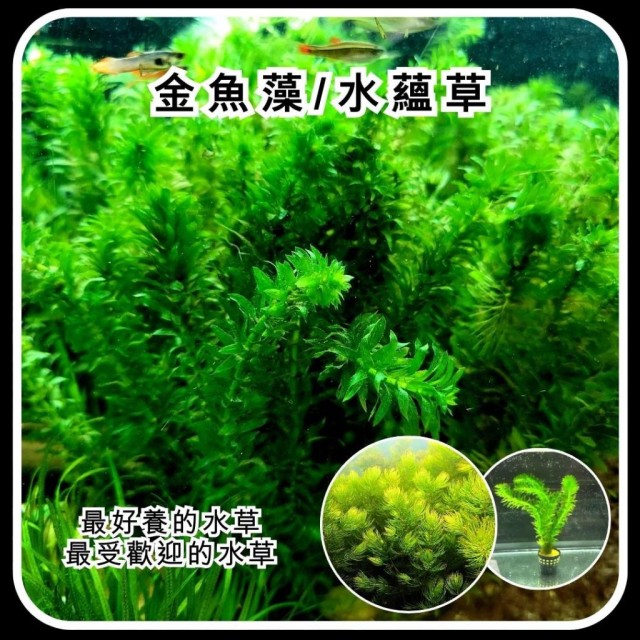 水蘊草／金魚藻 含盆/裸草 