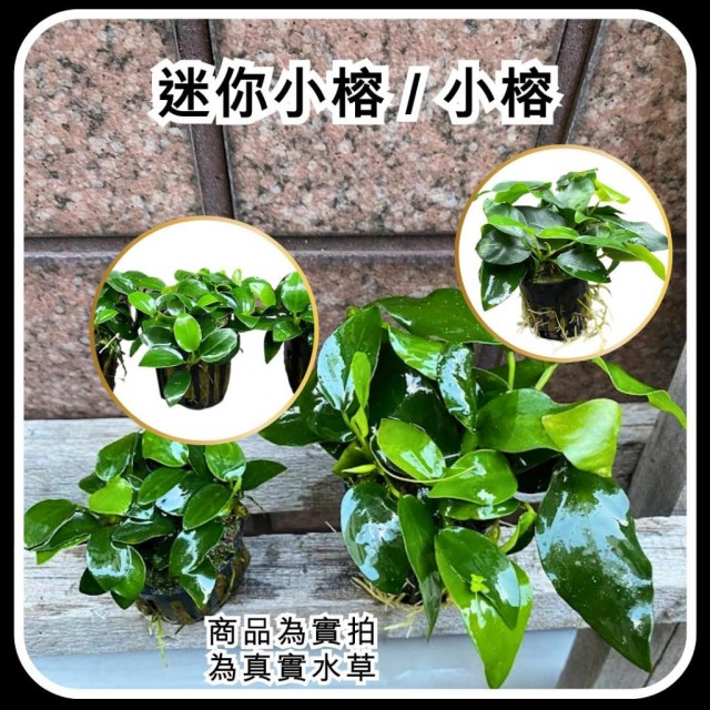 小榕/迷你小榕  (盆) 