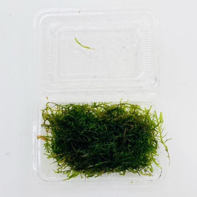 三角莫斯 天湖荽 鹿角苔 莫斯浮球｜6×6cm 網片/盒裝