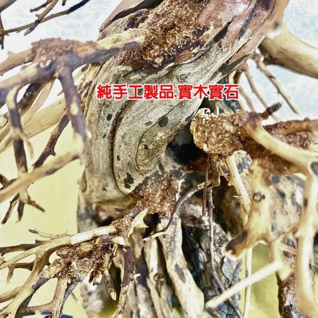 水族 迎客松 造景木❷ 