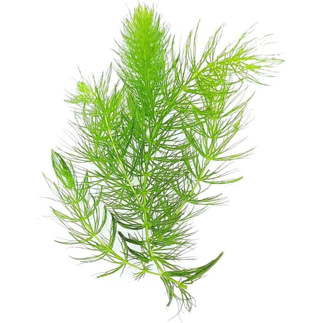 金魚藻 100株 大包裝  批發