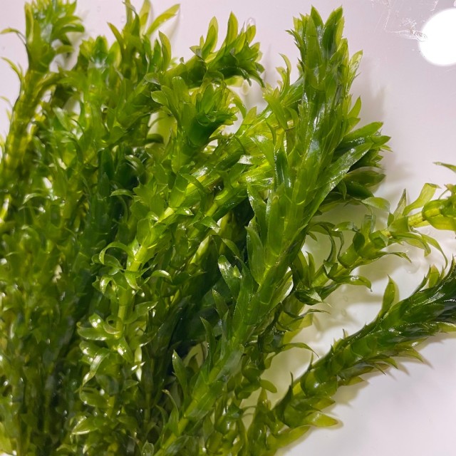 水蘊草／金魚藻 含盆/裸草 