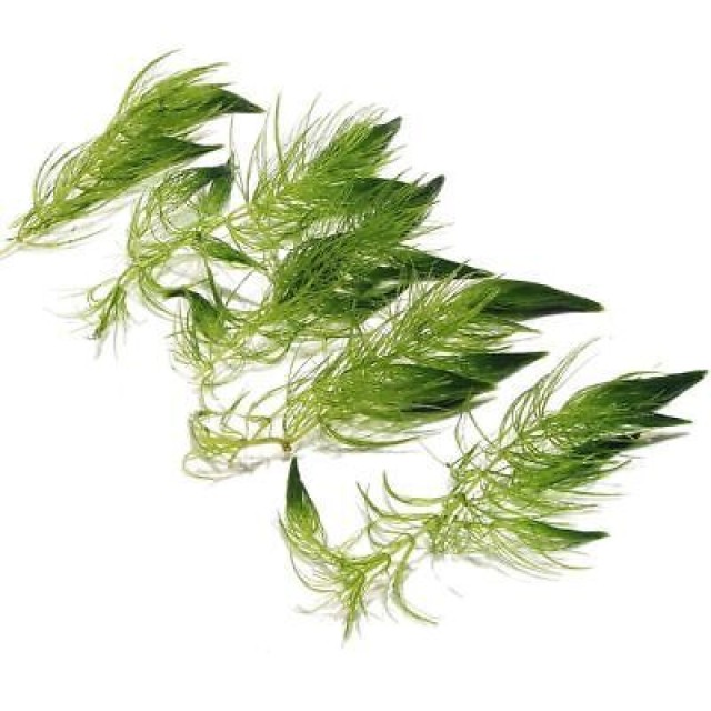 金魚藻 100株 大包裝  批發