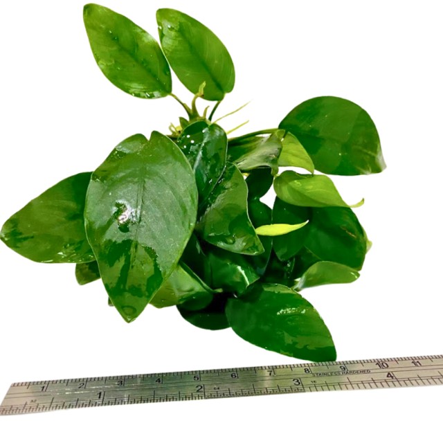 小榕/迷你小榕  (盆) 