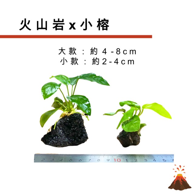 小榕造景水草 綁沉木／火山岩