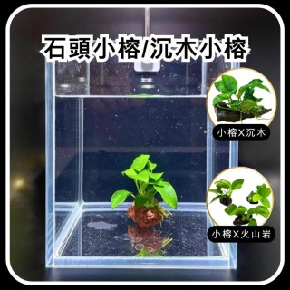 小榕造景水草 綁沉木／火山岩