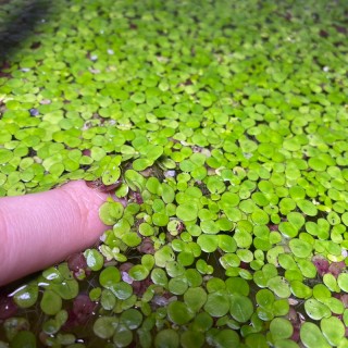 🍀 紫心萍/紫萍🍀 