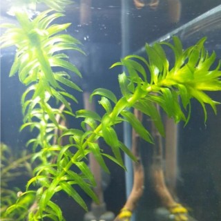 水蘊草 10盆 大量批發