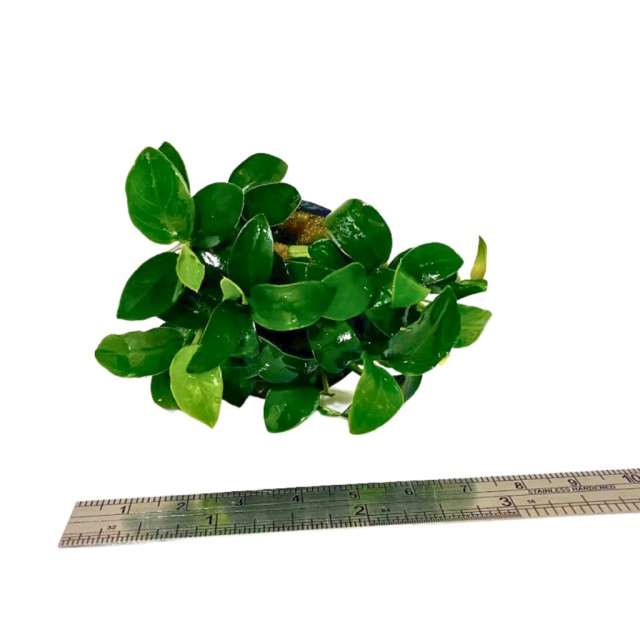 小榕/迷你小榕  (盆) 