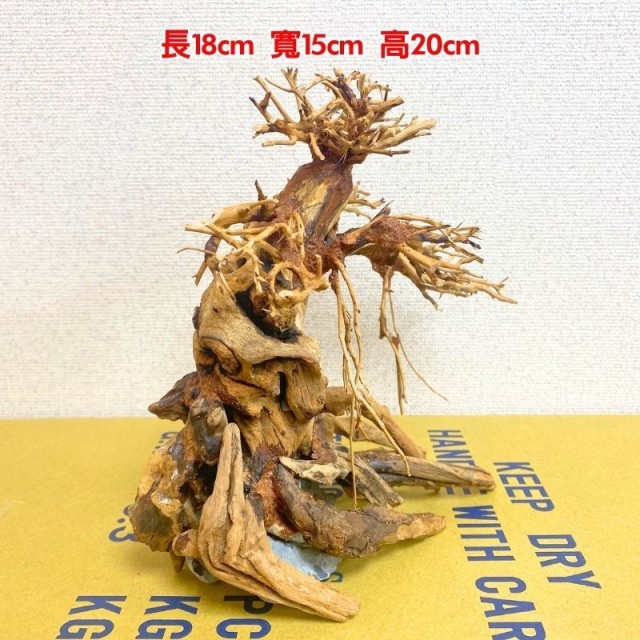 水族 迎客松 造景木❶