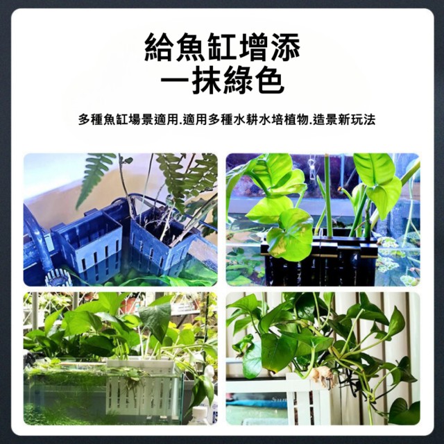 魚缸壁掛式水培定植籃