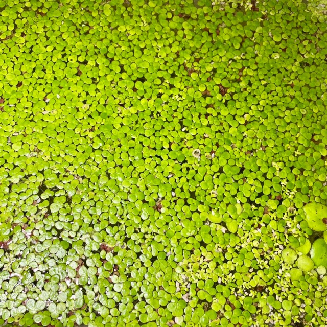 🍀 紫心萍/紫萍🍀 