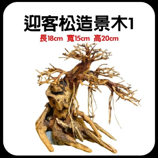 水族 迎客松 造景木❶