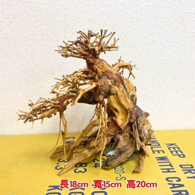 水族 迎客松 造景木❶