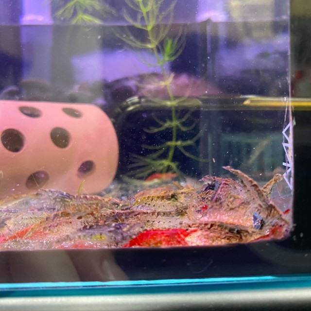 8顆$1  底棲魚專用飼料 單色 