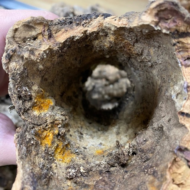 真樹洞 樹棲守宮/爬蟲/蜥蜴專用