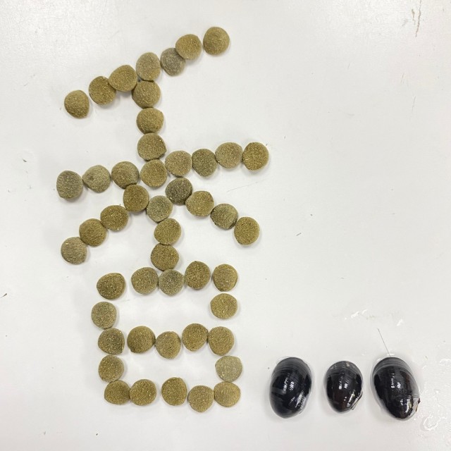 8顆$1  底棲魚專用飼料 單色 