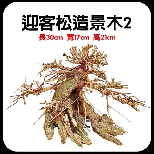 水族 迎客松 造景木❷ 