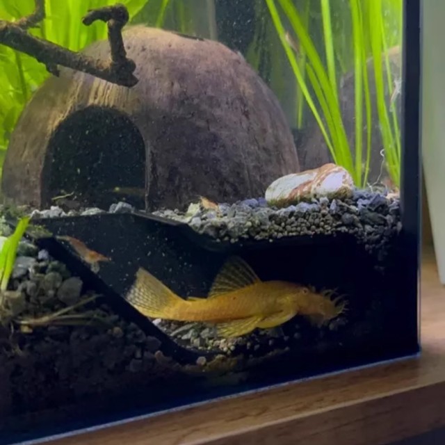 TS aqua 地下洞穴