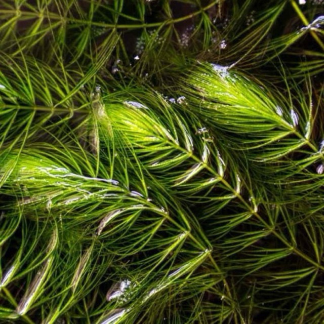 水蘊草／金魚藻 含盆/裸草 